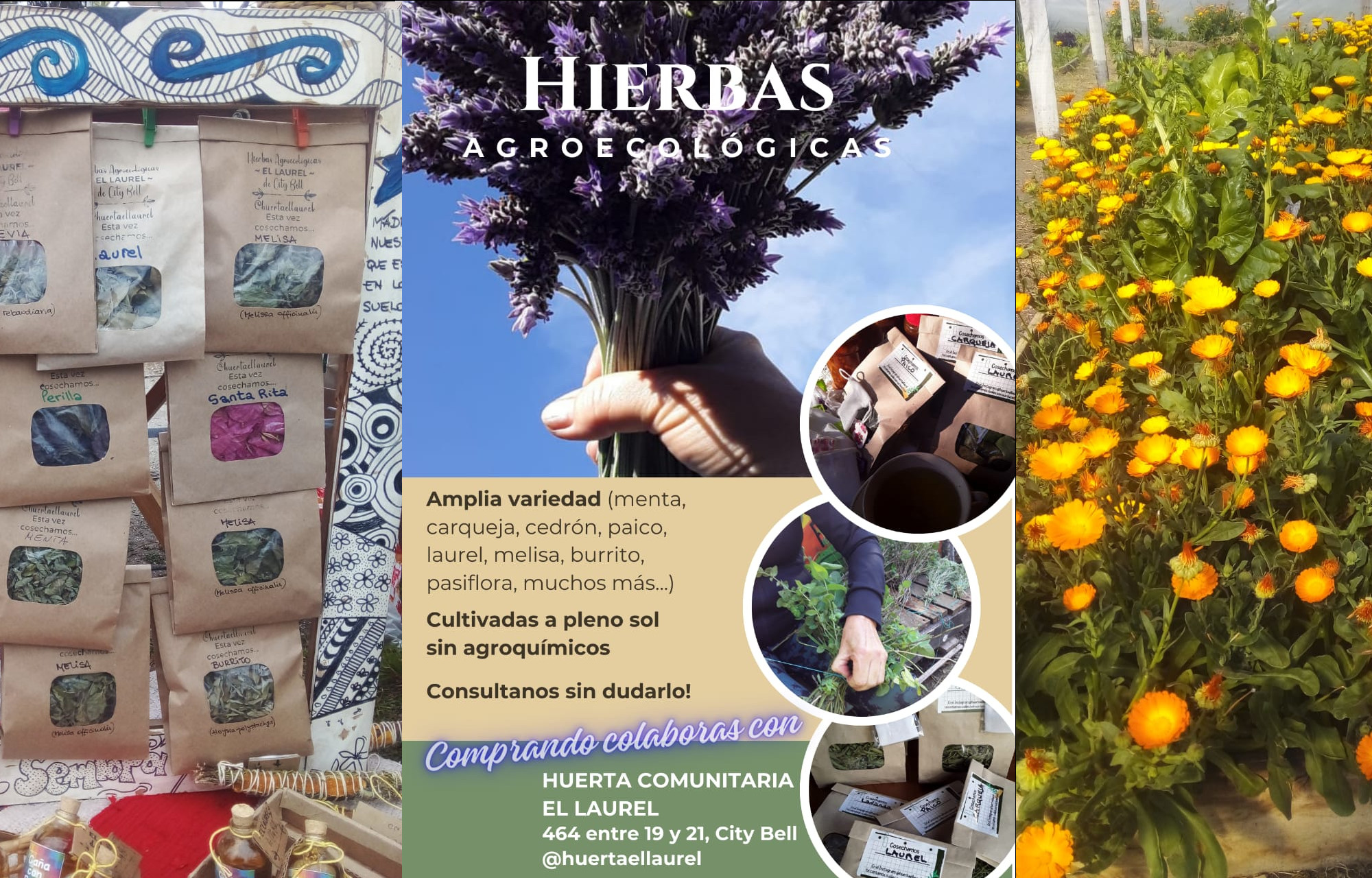 Huerta El Laurel - Hierbas aromáticas agroecológicas en City Bell