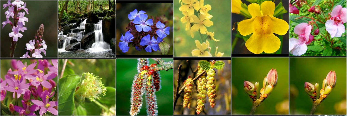 Flores de Bach - Terapias Complementarias en City Bell