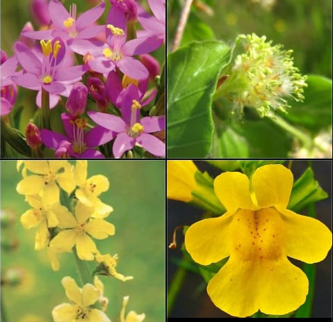 Logo de Flores de Bach