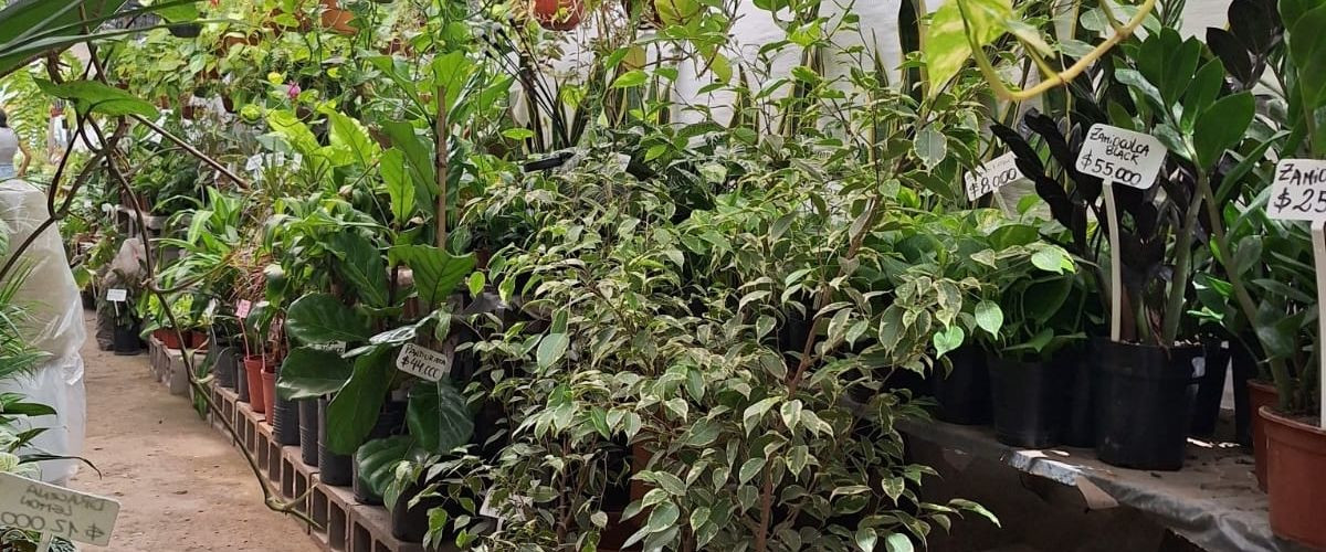 Vivero Vientito - Viveros en Sicardi